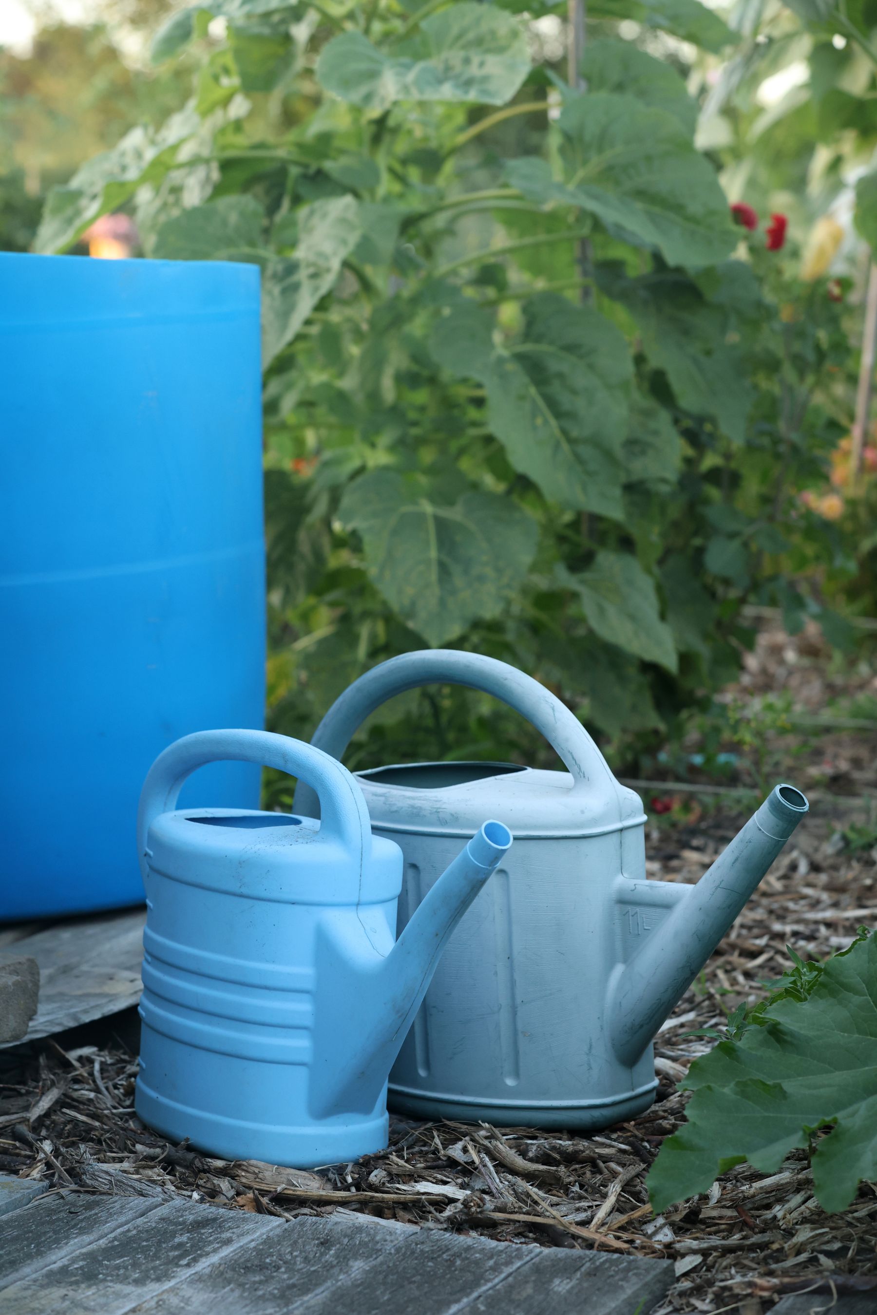 Watering cans beside a blue rain barrel in a vegetable garden