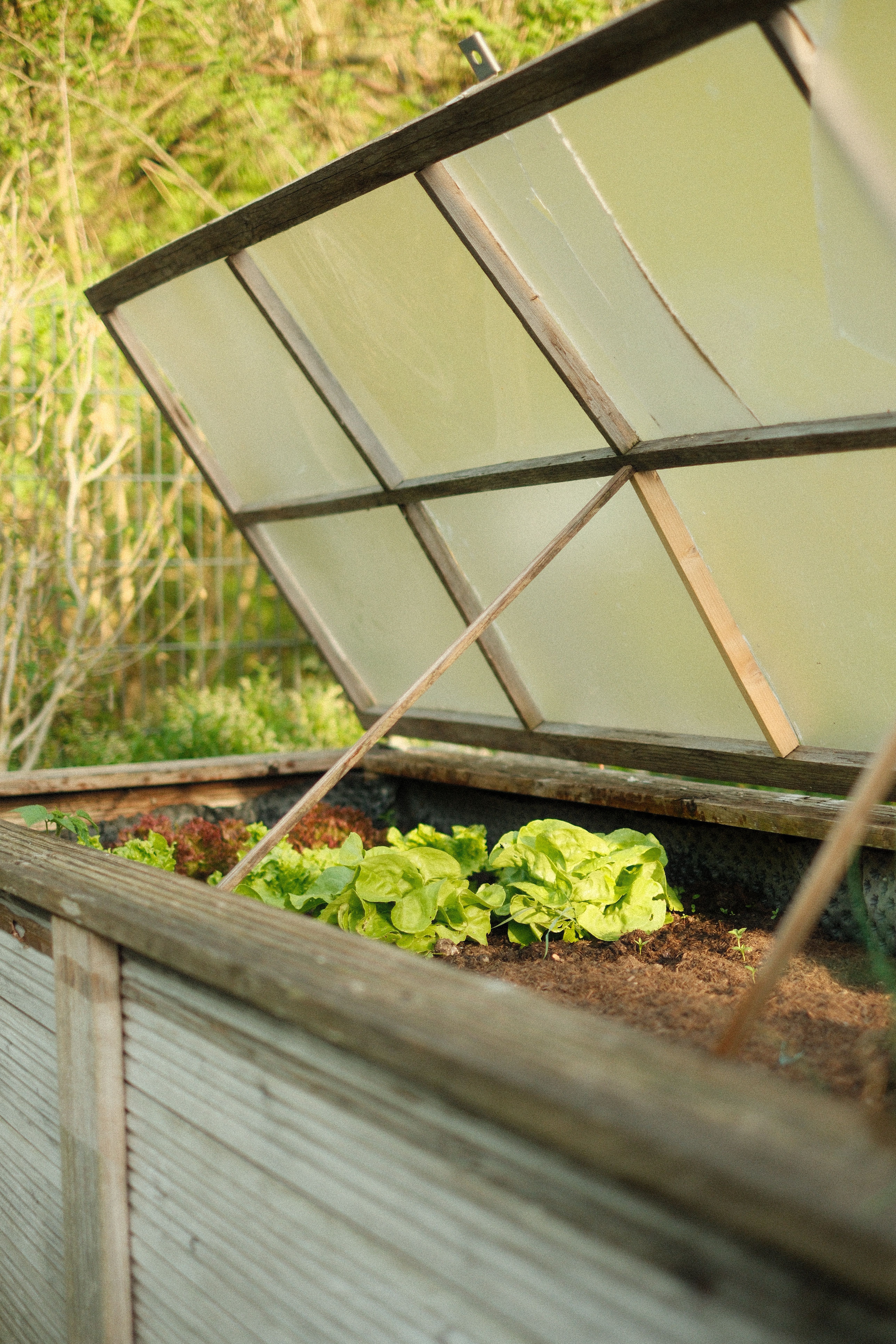 Lettuce growing in a sunny raised garden bed